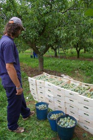 Arranca con optimismo la temporada de fruta en Extremadura previsión de recuperación de precios
