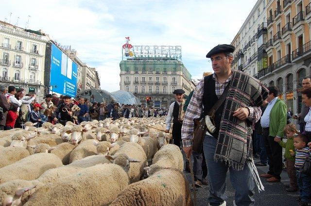Dos mil ovejas merinas de la DOP Queso de la Serena inician una ruta trashumante a Burgos