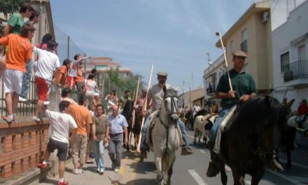 El traslado de los bueyes a caballo desde la finca hasta los corrales de Coria da el pistoletazo a San Juan 2010