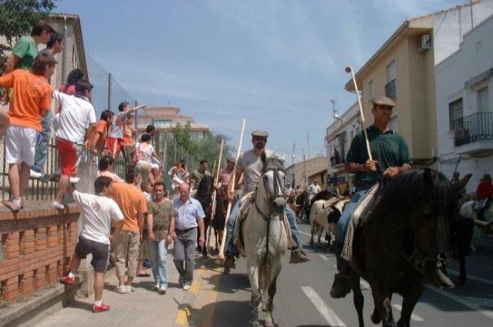 El traslado de los bueyes a caballo desde la finca hasta los corrales de Coria da el pistoletazo a San Juan 2010