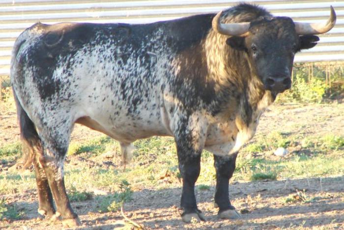La lidia del toro de la Juventud, astado de Domeq llamado Camillero, se retrasa una hora debido a la lluvia