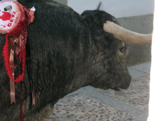 Coria despide San Juan con un astado de la ganadería de Adolfo Martín y sin heridos por asta de toro