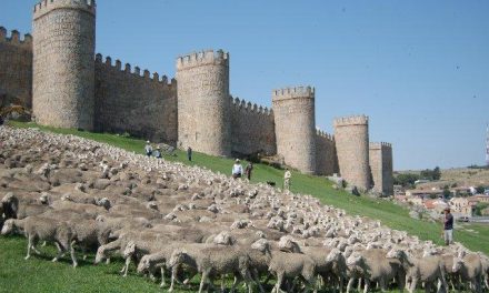 Llegan a Segovia dos mil ovejas merinas trashumantes de la Denominación de Origen Queso de la Serena