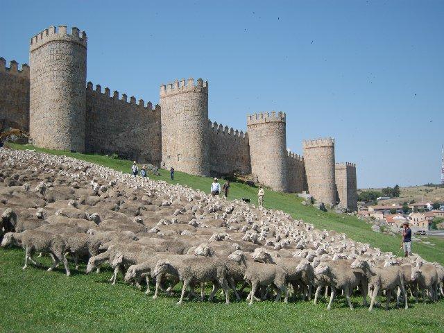 Llegan a Segovia dos mil ovejas merinas trashumantes de la Denominación de Origen Queso de la Serena