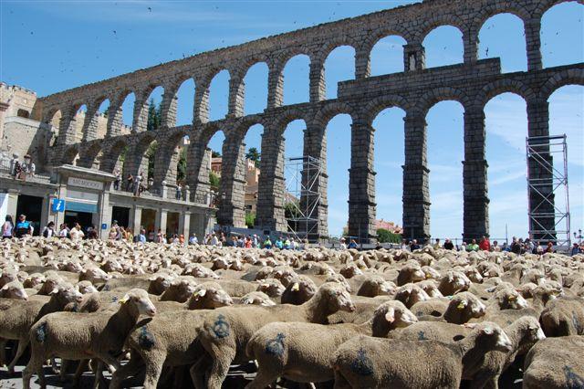 Cientos de personas contemplan en Segovia a más de 2.000 ovejas meridas de Queso de la Serena