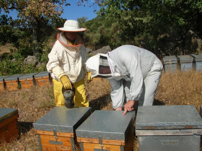 Apihurdes alerta de un descenso de la producción en polen y miel esta temporada debido al estres hídrico