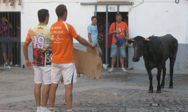 «El Gallo Felisuco» con la colaboración de Mesón El Puja soltarán mañana una vaca después de la novillada