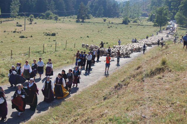 LLegan a la Sierra de la Demanda las más de 2.000 ovejas trashumantes de la DOP Queso de la Serena