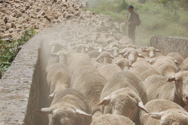 LLegan a la Sierra de la Demanda las más de 2.000 ovejas trashumantes de la DOP Queso de la Serena