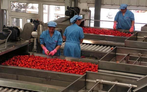UPA-UCE Extremadura aventura una campaña de recogida de tomate inferior al «excepcional» año 2009