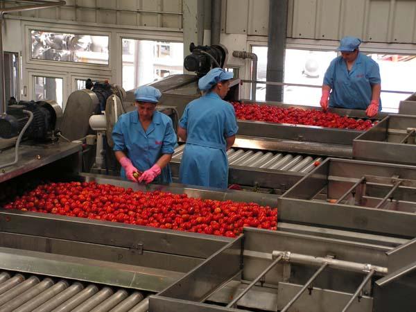 UPA-UCE Extremadura aventura una campaña de recogida de tomate inferior al «excepcional» año 2009
