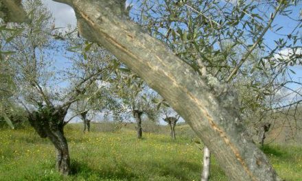 Agricultura convoca ayudas este año para la recuperación productiva del olivar del norte de Cáceres