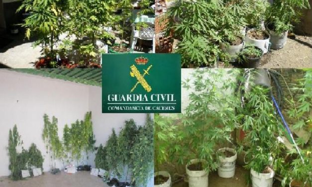 La Guardia Civil detiene a siete personas en Monroy por cultivar plantas de Cannabis Sátiva