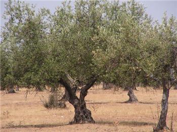 La campaña contra la mosca del olivo se extenderá hasta el mes de noviembre en Extremadura