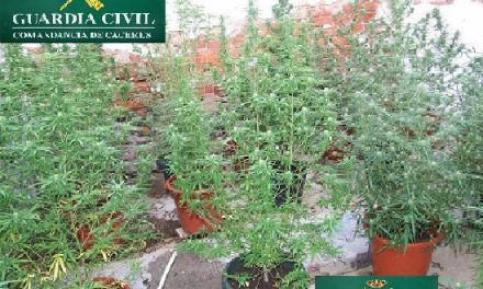 La Guardia Civil descubre una plantación de marihuana en Moraleja a raíz de una denuncia por robo