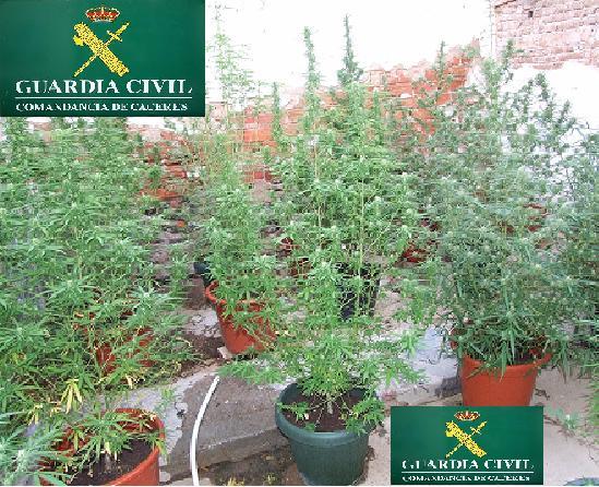 La Guardia Civil descubre una plantación de marihuana en Moraleja a raíz de una denuncia por robo