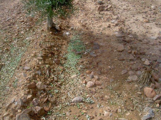 Un informe de La Milagrosa de Monterrubio estima un 80% las pérdidas de aceituna en determinadas zonas