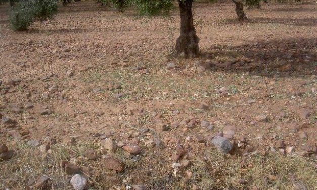 Apag Extremadura exige ayudas urgentes para el olivar dañado por el granizo en Monterrubio