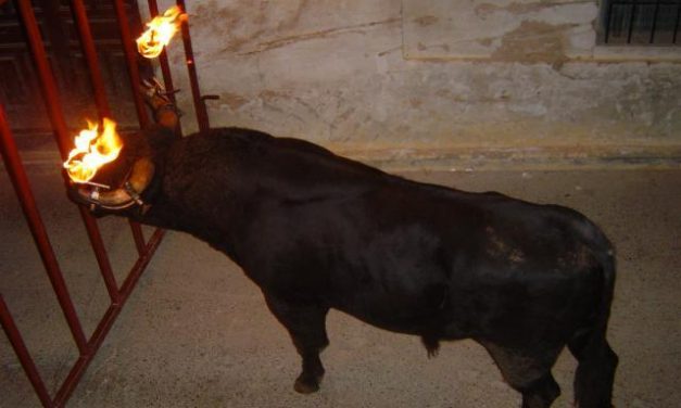 Un decreto de la Junta prohibirá en la región la celebración de festejos con toros “embolados”