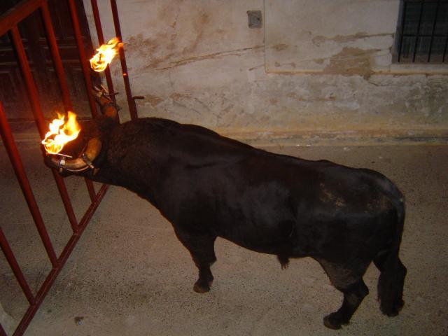 Un decreto de la Junta prohibirá en la región la celebración de festejos con toros «embolados»