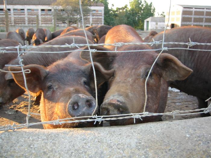 UPA-Uce resalta la situación “de incertidumbre” que se vive en la ganadería por “la falta de confianza»