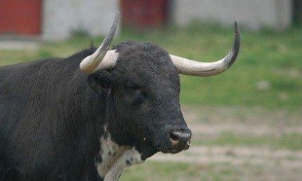 La importancia del toro de lidia para de la dehesa centra un proyecto presentado en la Feria Ganadera de Zafra