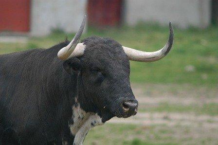 La importancia del toro de lidia para de la dehesa centra un proyecto presentado en la Feria Ganadera de Zafra