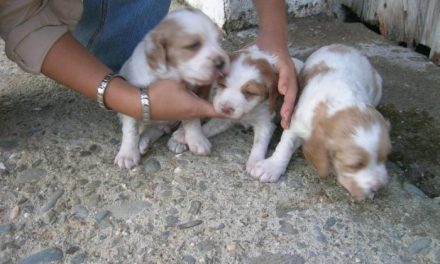 La protectora de animales de Cáceres busca casas de acogida para 40 canes por la obra de la perrera