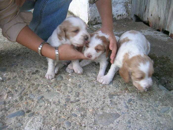 La protectora de animales de Cáceres busca casas de acogida para 40 canes por la obra de la perrera