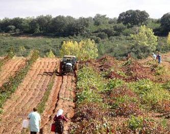 Fademur Extremadura reivindica el papel de la mujer rural en las explotaciones