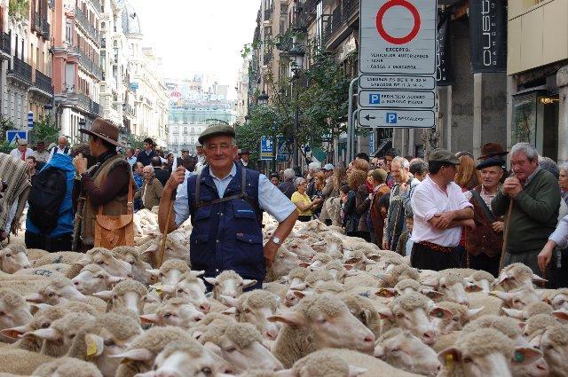 Un rebaño de 600 ovejas merinas de la DOP Queso de la Serena trashumará a Madrid el 31 de octubre