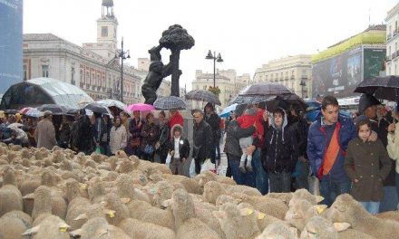 Las ovejas merinas de la Serena toman las calles de Madrid, pese a la lluvia, en la Fiesta de la Trashumancia