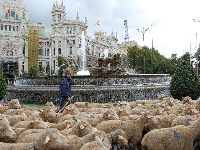 Las ovejas merinas de la Serena toman las calles de Madrid, pese a la lluvia, en la Fiesta de la Trashumancia