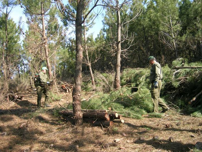 Trabajadores forestales de Las Hurdes exigen jornales en los montes y llegan a un acuerdo con Agroforex