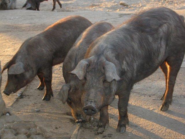 Una tesis demuestra la influencia positiva de la montanera sobre la calidad final de la carne del cerdo