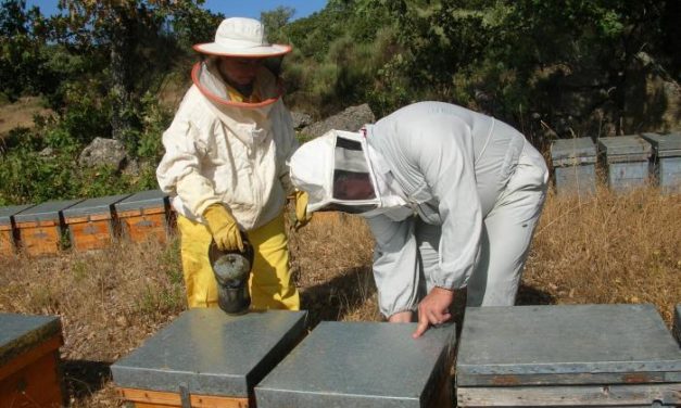 Apihurdes compensa el leve descenso de la producción con el aumento del precio en miel y polen