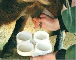 UPA-Uce exige a las industrias que mantengan el precio de la leche de cabra en el primer trimestre del 2011