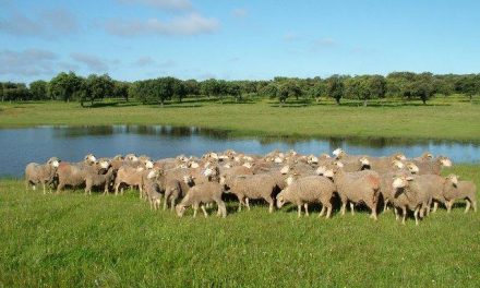 Corderex cierra 2010 con un incremento del 61 por ciento en el número de corderos certificados por la I.G.P.