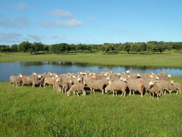 Corderex cierra 2010 con un incremento del 61 por ciento en el número de corderos certificados por la I.G.P.