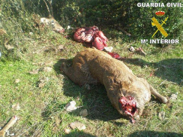 La Guardia Civil realiza una nueva intervención contra la caza furtiva en la comarca cacereña de las Villuercas