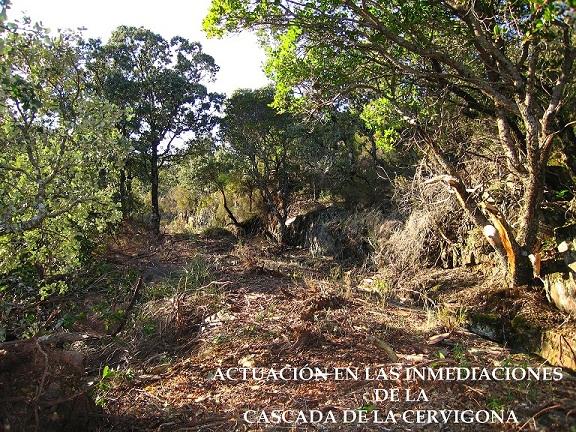 La Sociedad Zoológica califica de «atropello ambiental» los desbroces realizados en La Cervigona de Acebo