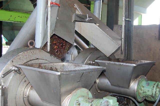 La cooperativa La Milagrosa de Monterrubio recolectará 6,5 millones de kilos de aceitunas esta campaña