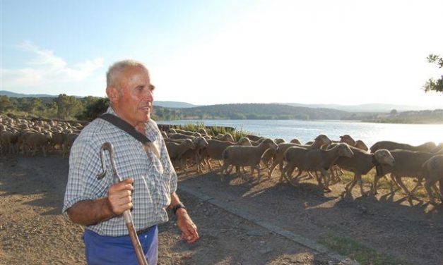 Premian al pastor que hizo la ruta trashumante más larga de Europa con 2.000 ovejas de la DOP Queso de la Serena