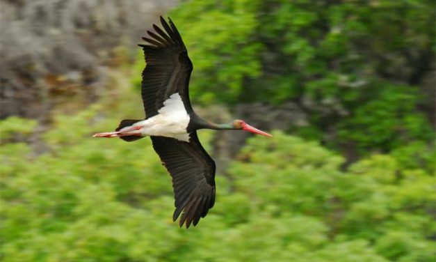 Las Hurdes ofrece en FIO un turismo ornitológico con especies como la cigüeña negra, águilas o halcones