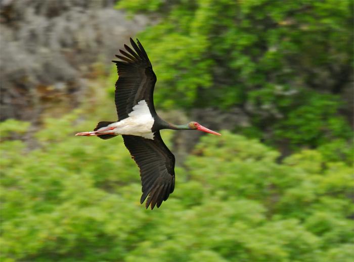 Las Hurdes ofrece en FIO un turismo ornitológico con especies como la cigüeña negra, águilas o halcones