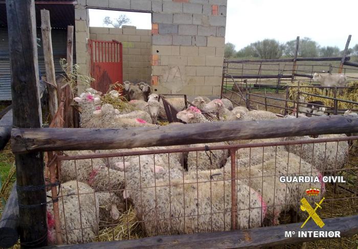 La Guardia Civil detiene a ocho personas implicadas en el robo de ovejas y corderos de Arroyo de San Servan