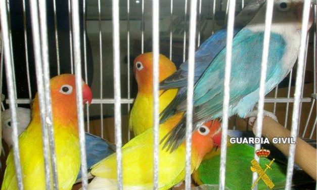 La Guardia Civil detiene a dos jóvenes por robar y vender 40 aves exóticas en tiendas de animales