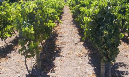 Extremadura recibe más de cuatro millones de euros para mejorar y reestructurar el viñedo