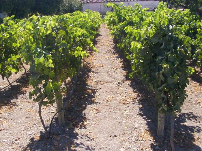 Extremadura recibe más de cuatro millones de euros para mejorar y reestructurar el viñedo