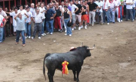 La peña El 27 de Coria elige un toro de Pérez Escudero, procedencia Santa Coloma, para las fiestas de San Juan
